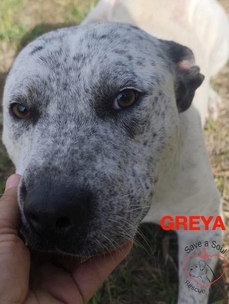 greya simil lupetta di 18 mesi Foto 2